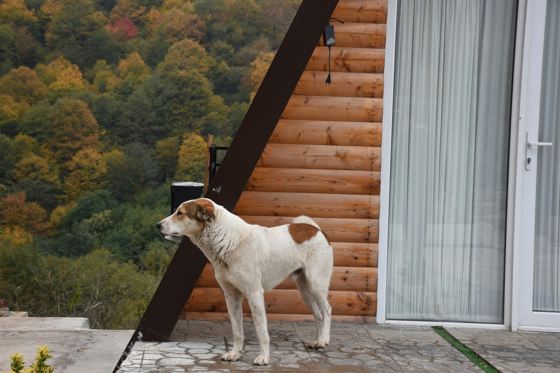 Dog outside a wood cabin